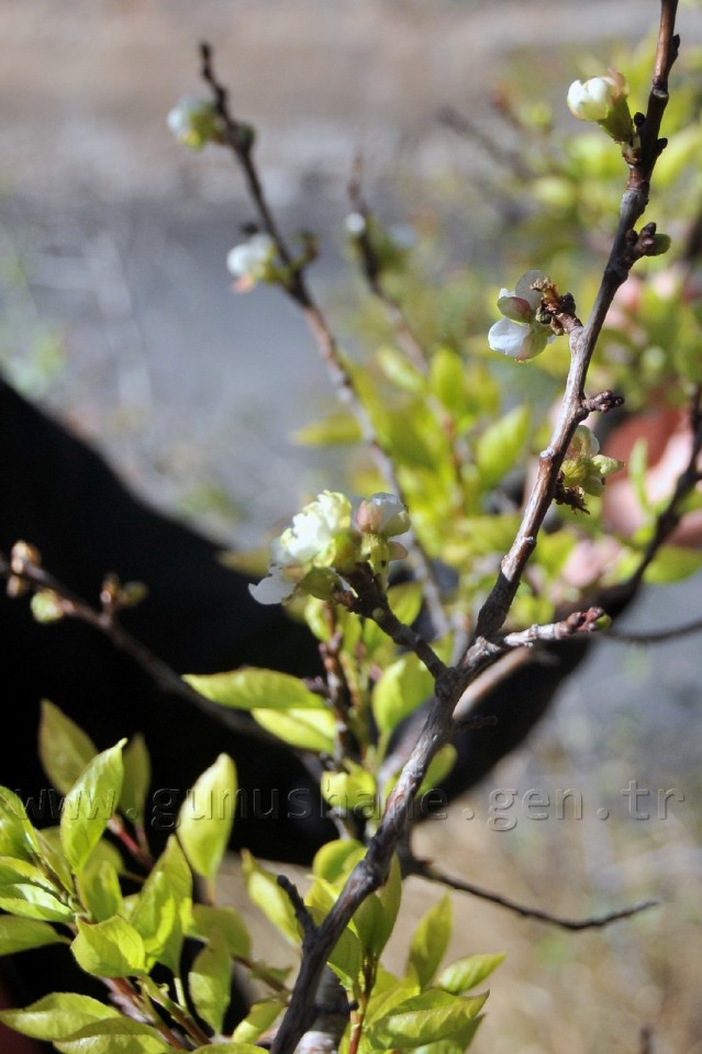 Gümüşhane'de Kuruyan Ağaç Eylül Ayında Çiçek Açtı 2