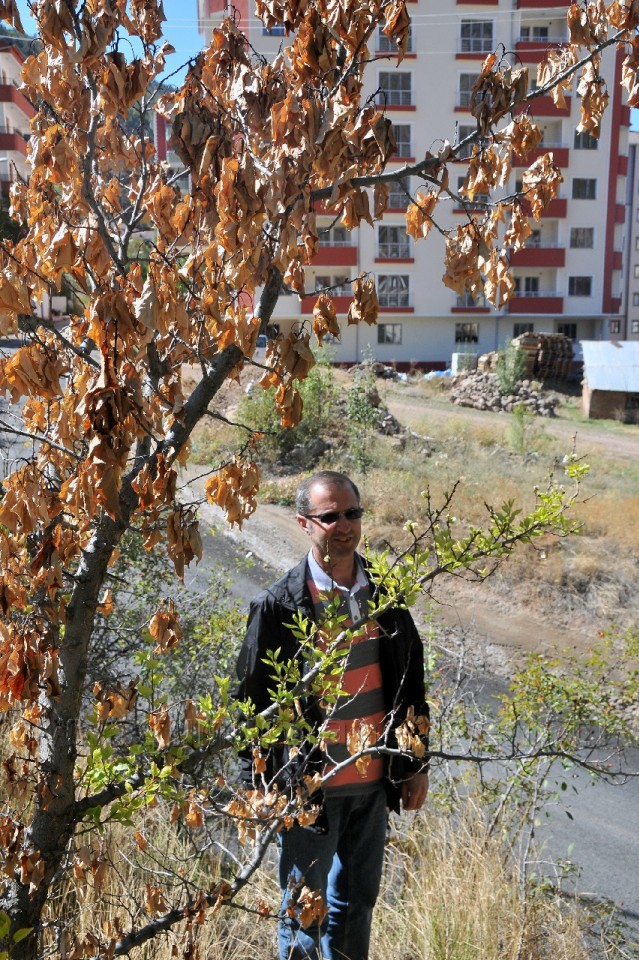 Gümüşhane'de Kuruyan Ağaç Eylül Ayında Çiçek Açtı 4