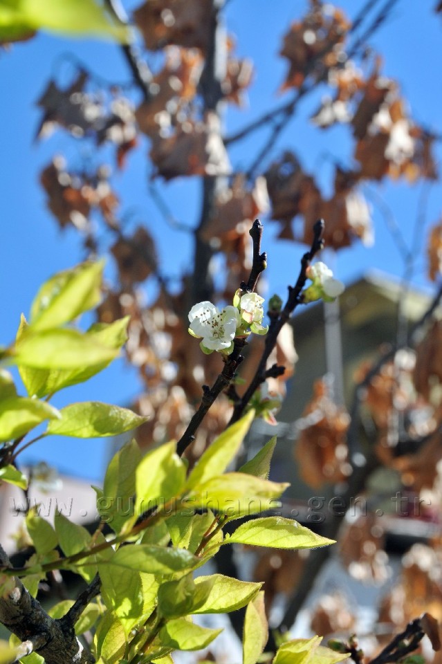 Gümüşhane'de Kuruyan Ağaç Eylül Ayında Çiçek Açtı 5