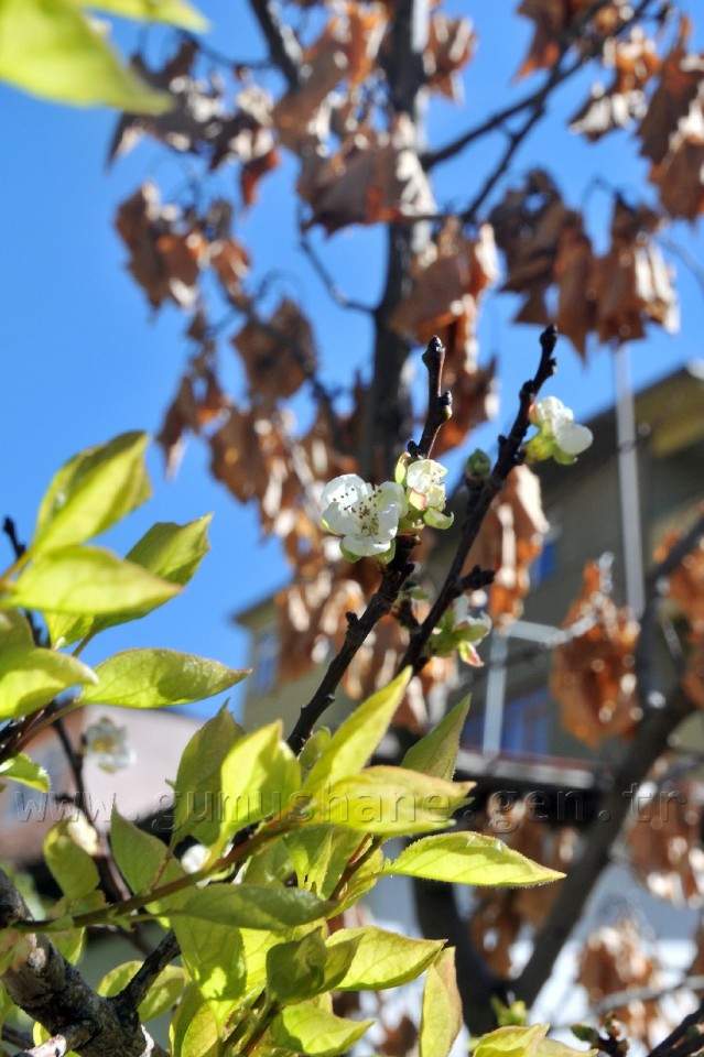 Gümüşhane'de Kuruyan Ağaç Eylül Ayında Çiçek Açtı 6