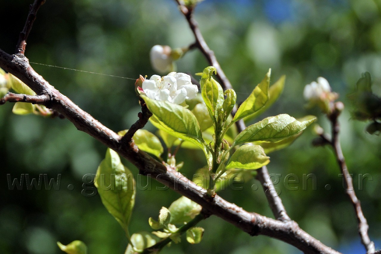 Gümüşhane'de Kuruyan Ağaç Eylül Ayında Çiçek Açtı 7
