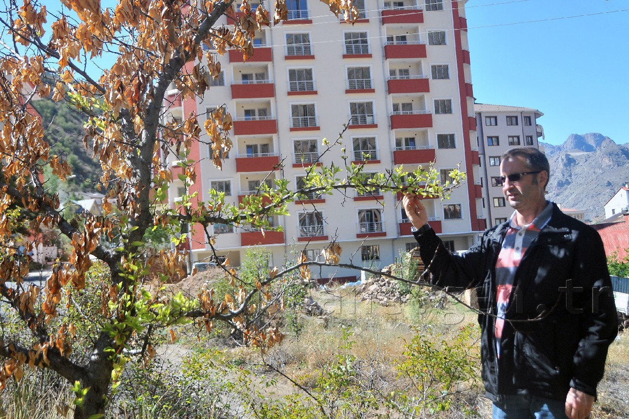 Gümüşhane'de Kuruyan Ağaç Eylül Ayında Çiçek Açtı 10