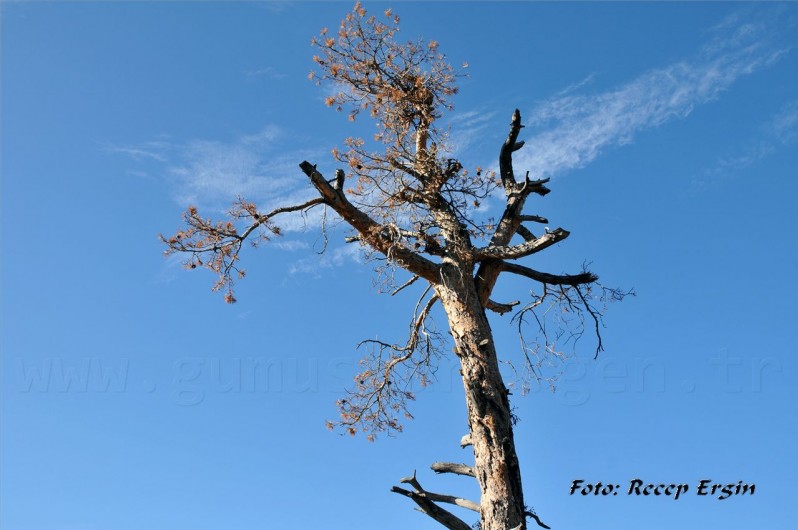 Gümüşhaneli Dağcılar Karanlıkdere'de 78