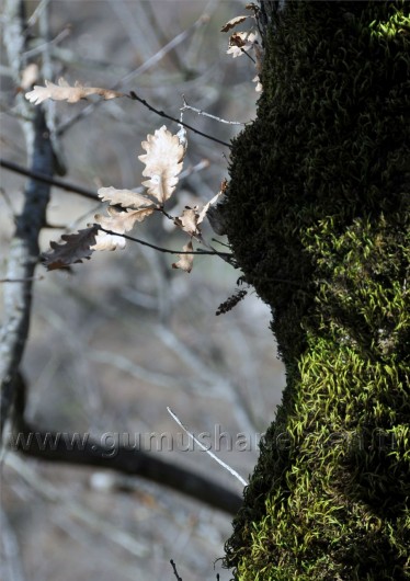 Gümüşhaneli Dağcılar Kürtün'de 11