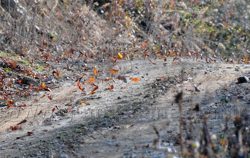 Gümüşhaneli Dağcılar Kürtün'de 18