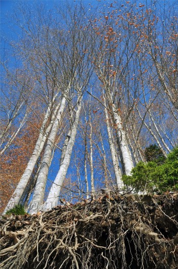 Gümüşhaneli Dağcılar Kürtün'de 35