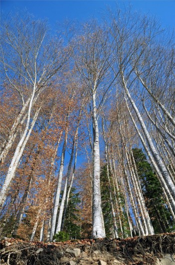 Gümüşhaneli Dağcılar Kürtün'de 36