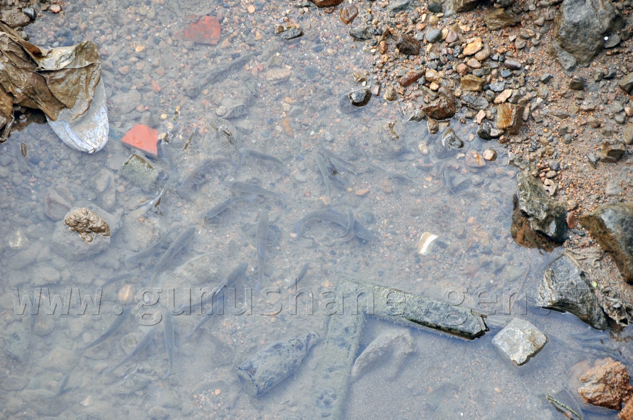 Harşit'te Katliam Devam Ediyor 10