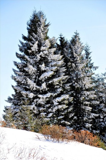 Gümüşhaneli Dağcılar Kürtün'de 70