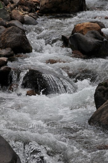 Çit Deresine 5 Bin Kırmızı Benekli Alabalık 11