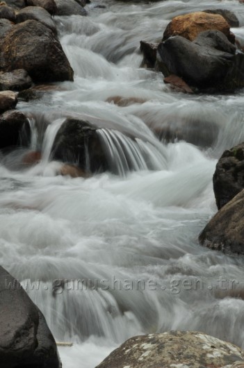 Çit Deresine 5 Bin Kırmızı Benekli Alabalık 12