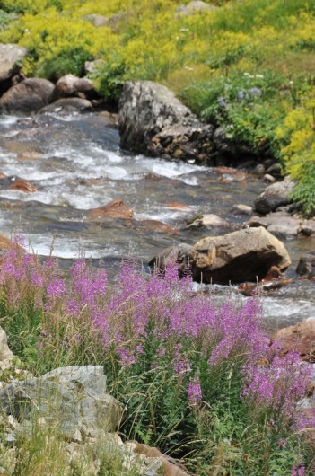 Çit Deresine 5 Bin Kırmızı Benekli Alabalık 13