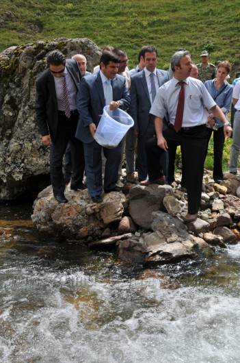 Çit Deresine 5 Bin Kırmızı Benekli Alabalık 15