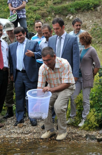 Çit Deresine 5 Bin Kırmızı Benekli Alabalık 17