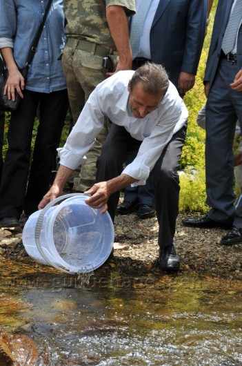 Çit Deresine 5 Bin Kırmızı Benekli Alabalık 19