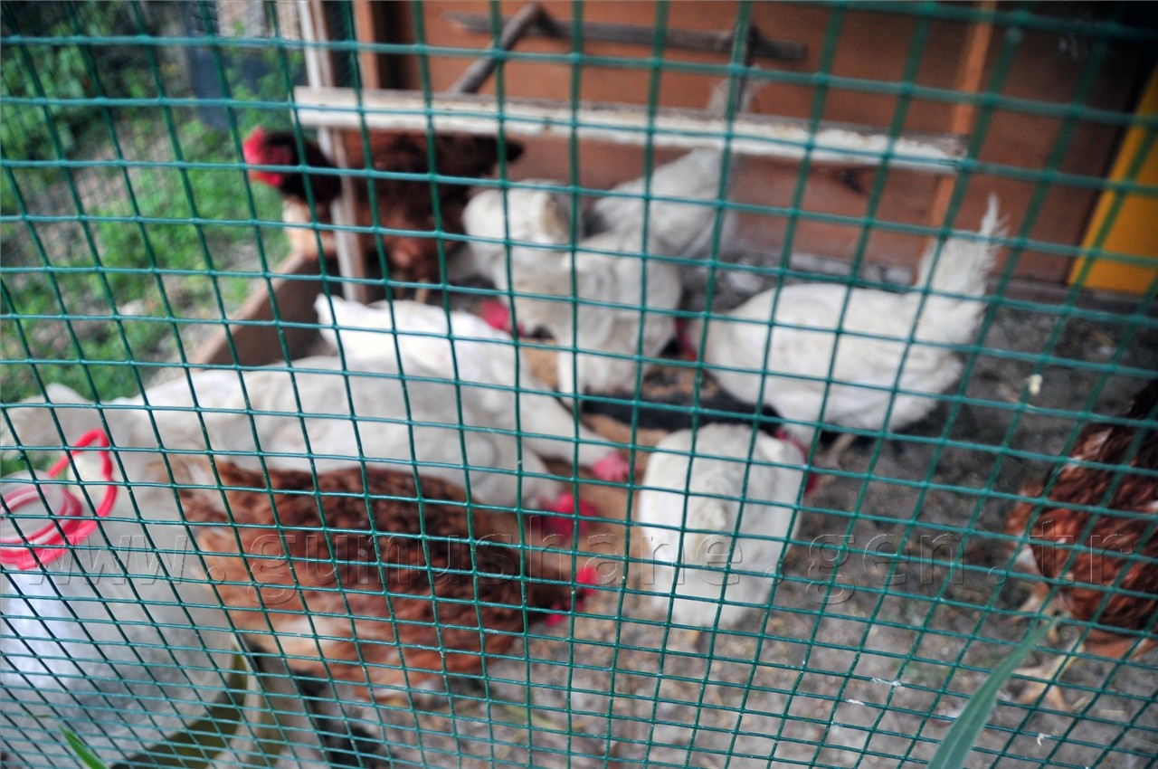 Akıllı Ev Olmayan Şehirde Akıllı Kümes Yaptı 6