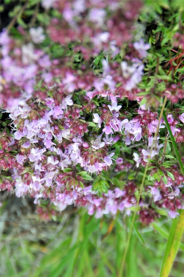 Gümüşhaneli Dağcılar Süle Köyünde Keşfe Çıktı 28