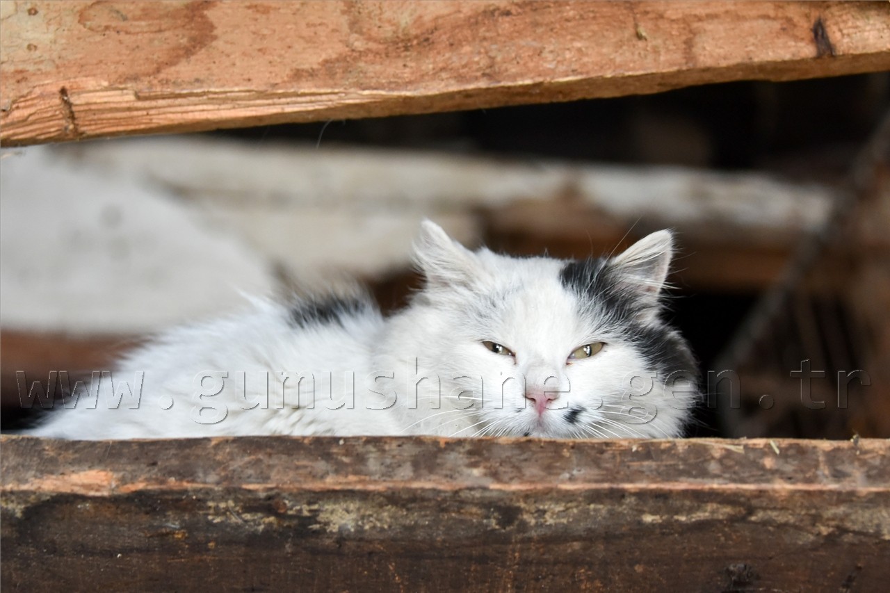 Gümüşhaneli Dağcılardan Yılın Son Yürüyüşü Cebeli Köyüne 36