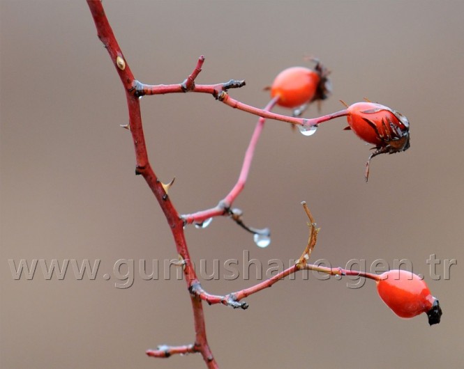 Tipi Altında 2 Bin 100 Metreye Yürüyüş 53