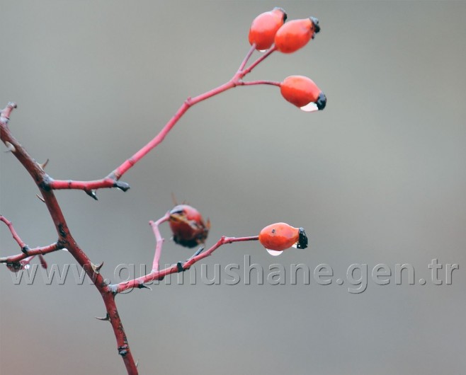 Tipi Altında 2 Bin 100 Metreye Yürüyüş 54