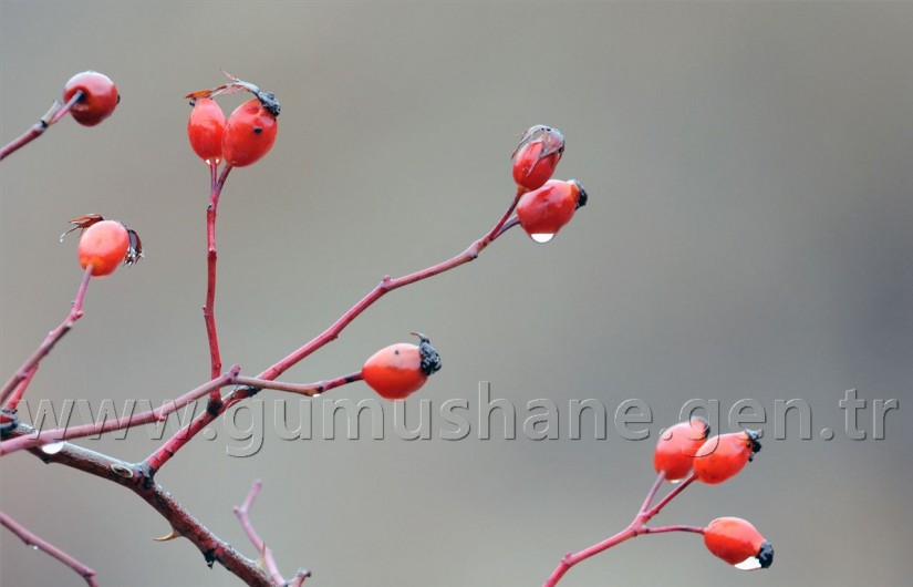 Tipi Altında 2 Bin 100 Metreye Yürüyüş 56