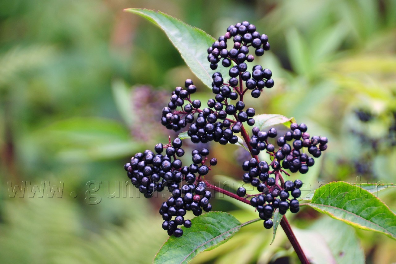 Gümüşhaneli Dağcılar Örümcek Ormanlarında Yürüdü 9