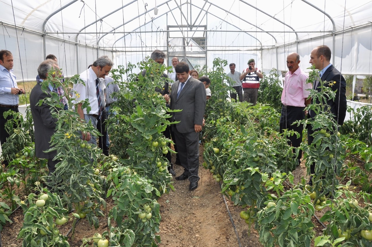 Vali Mayda Seralarda İnceleme Yaptı 2