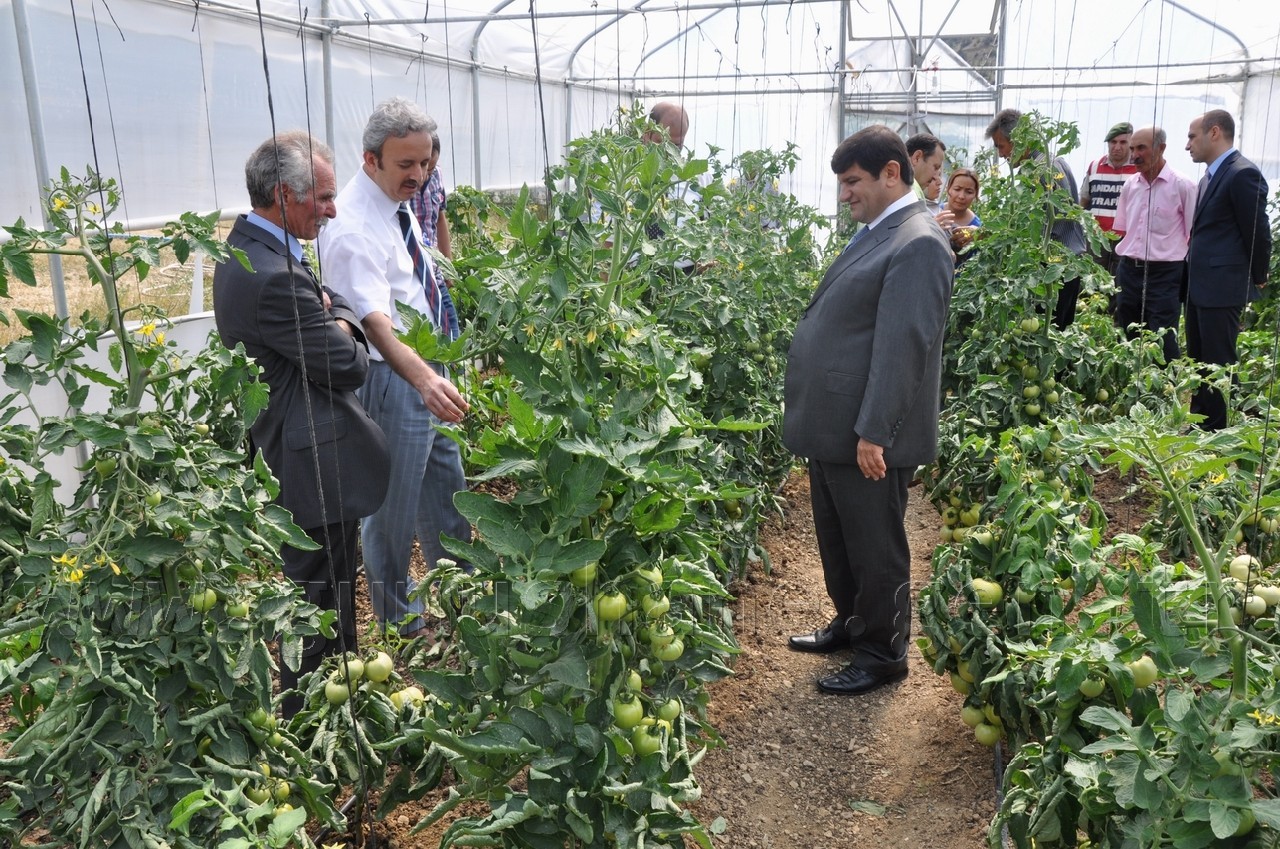 Vali Mayda Seralarda İnceleme Yaptı 3