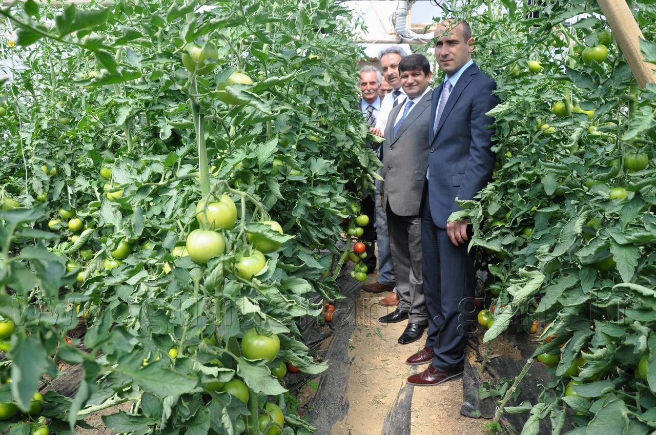 Vali Mayda Seralarda İnceleme Yaptı 7