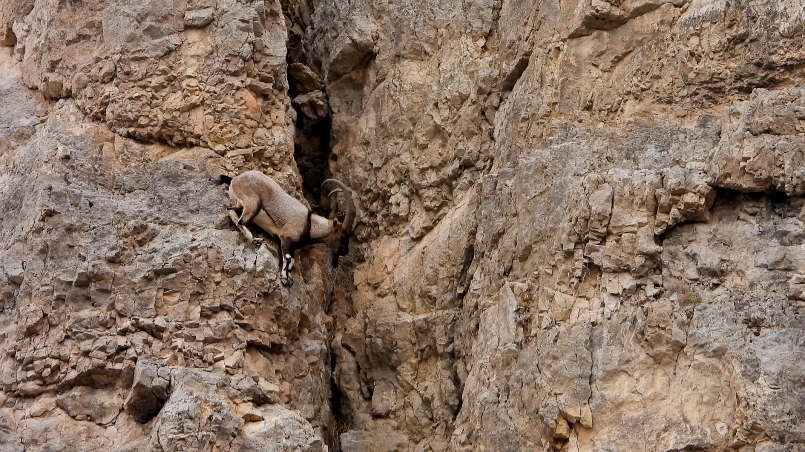 Kayaların usta tırmanıcıları 6