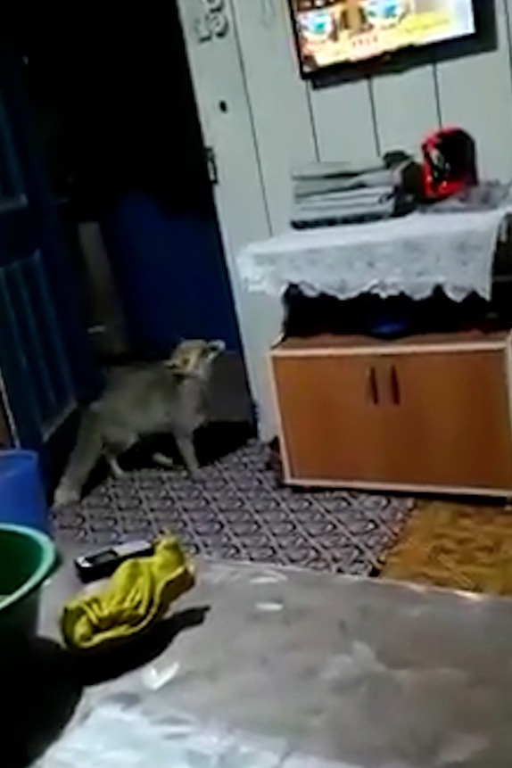 Aç kalan tilki köydeki evlere girerek karnını doyuruyor 4