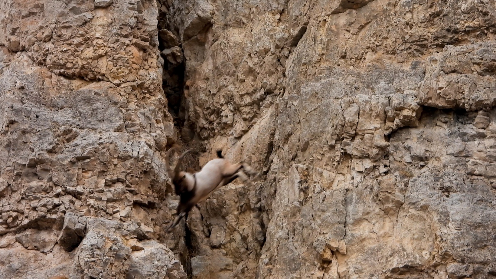 Kayaların usta tırmanıcıları 8