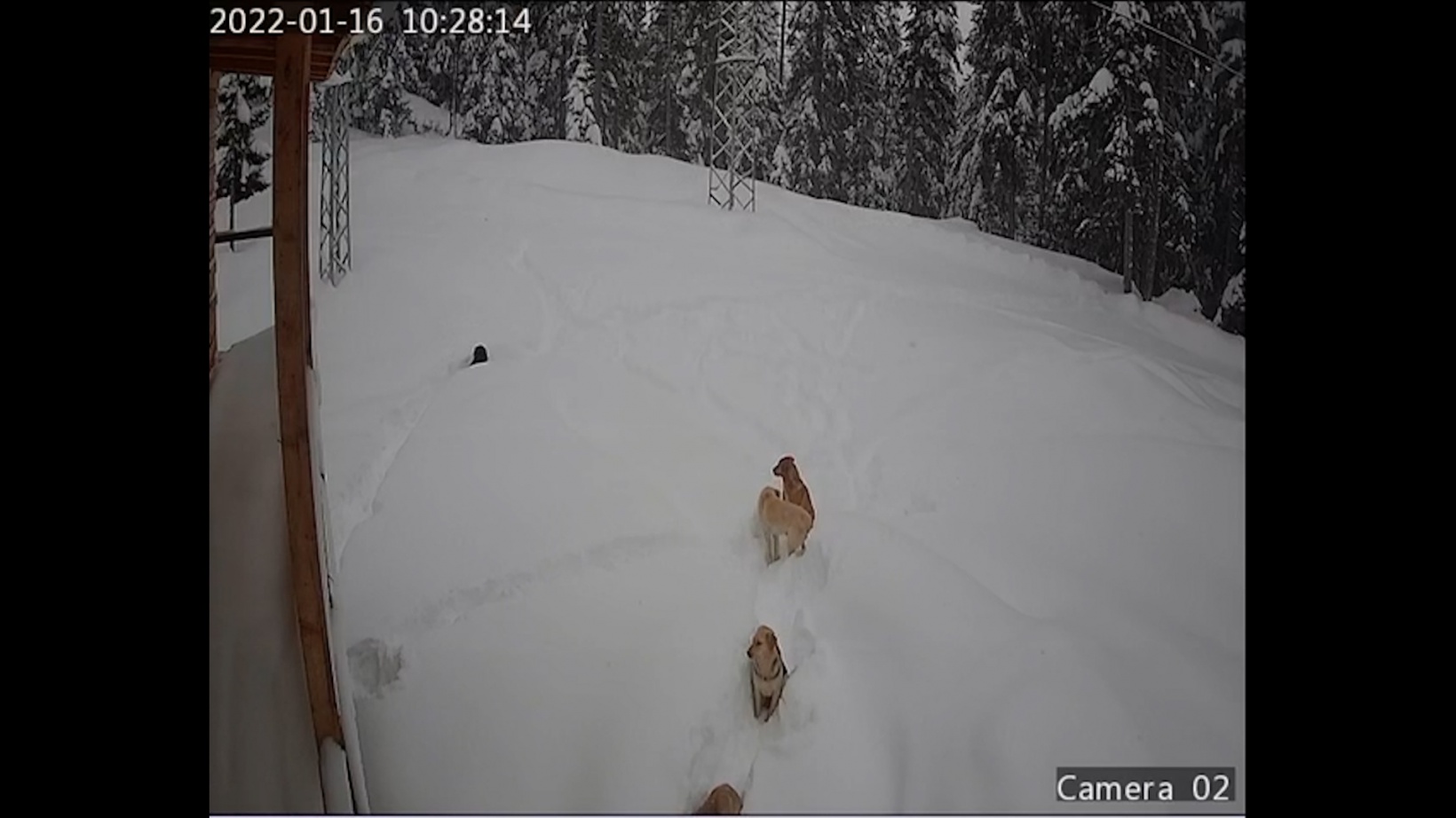 Yaylada mahsur kalan köpeklere devlet sahip çıktı 8