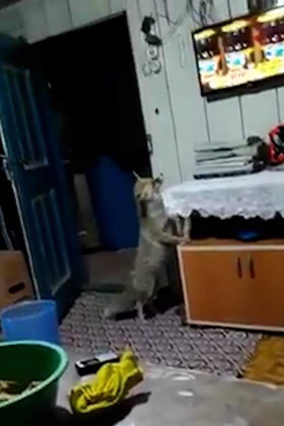 Aç kalan tilki köydeki evlere girerek karnını doyuruyor 1