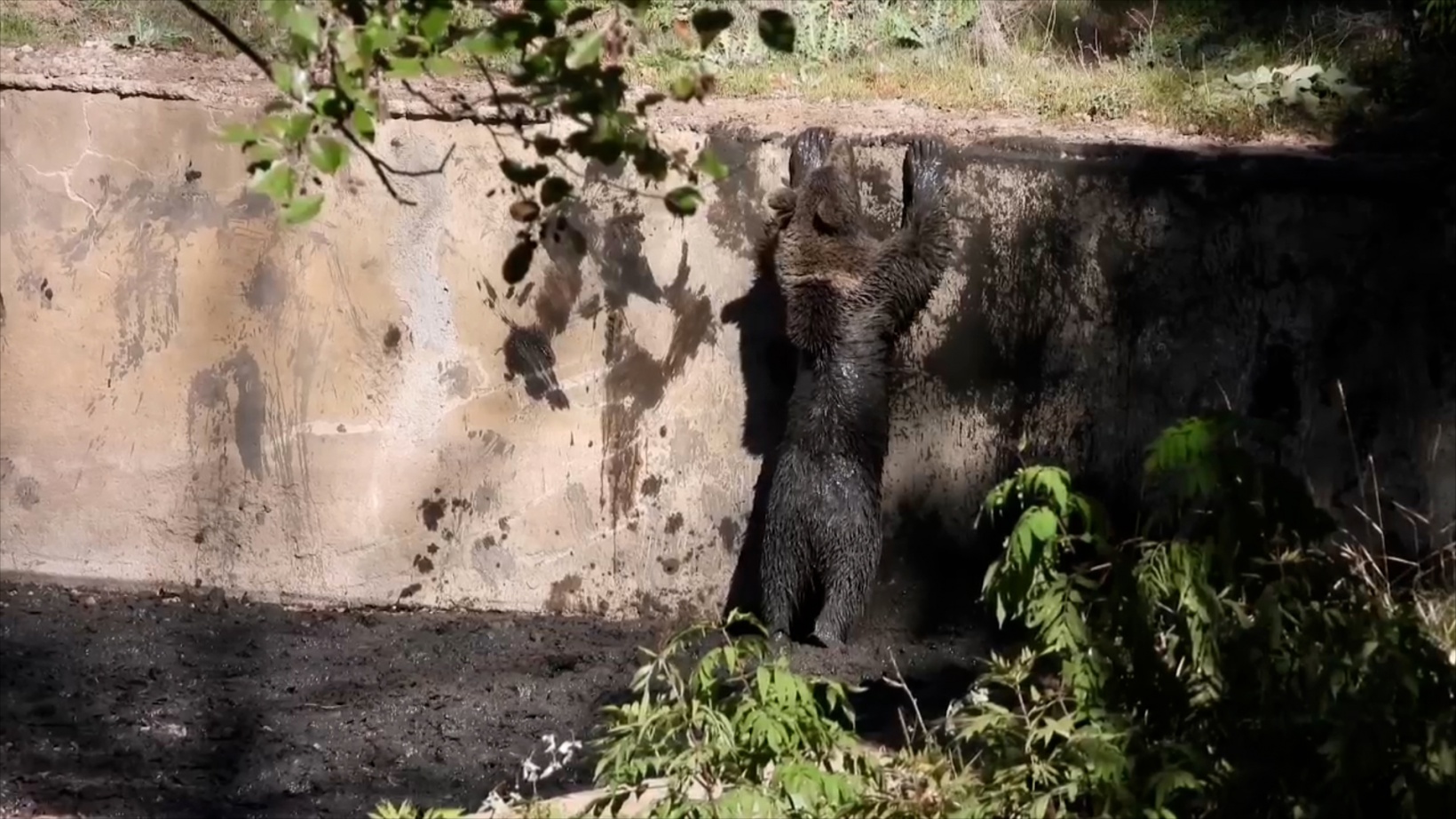 Havuza düşen boz ayı kurtarıldı 3