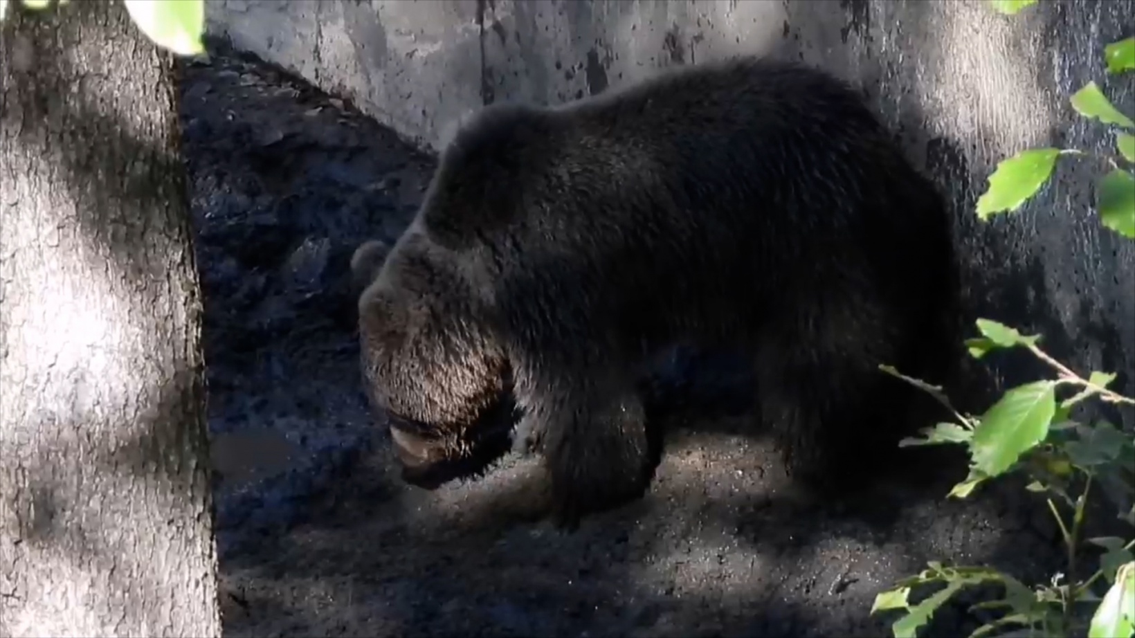 Havuza düşen boz ayı kurtarıldı 8