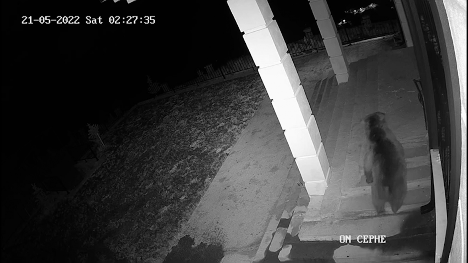 Gümüşhane’de köye inen ve birbiriyle oynayan yavru ayılar kameralarda 1