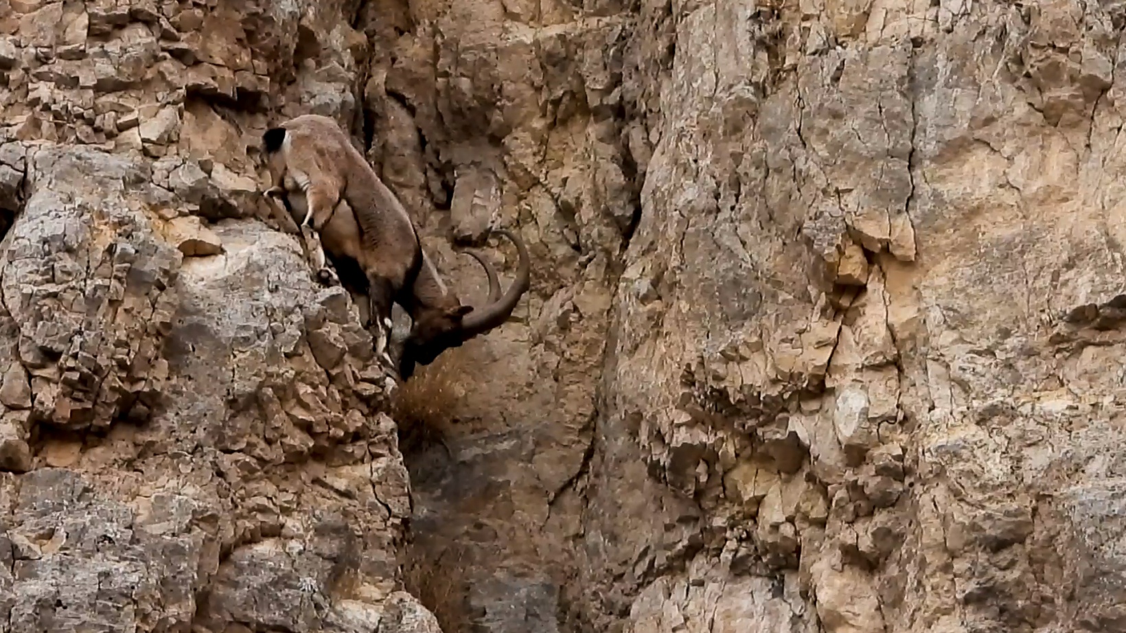 Kayaların usta tırmanıcıları 7