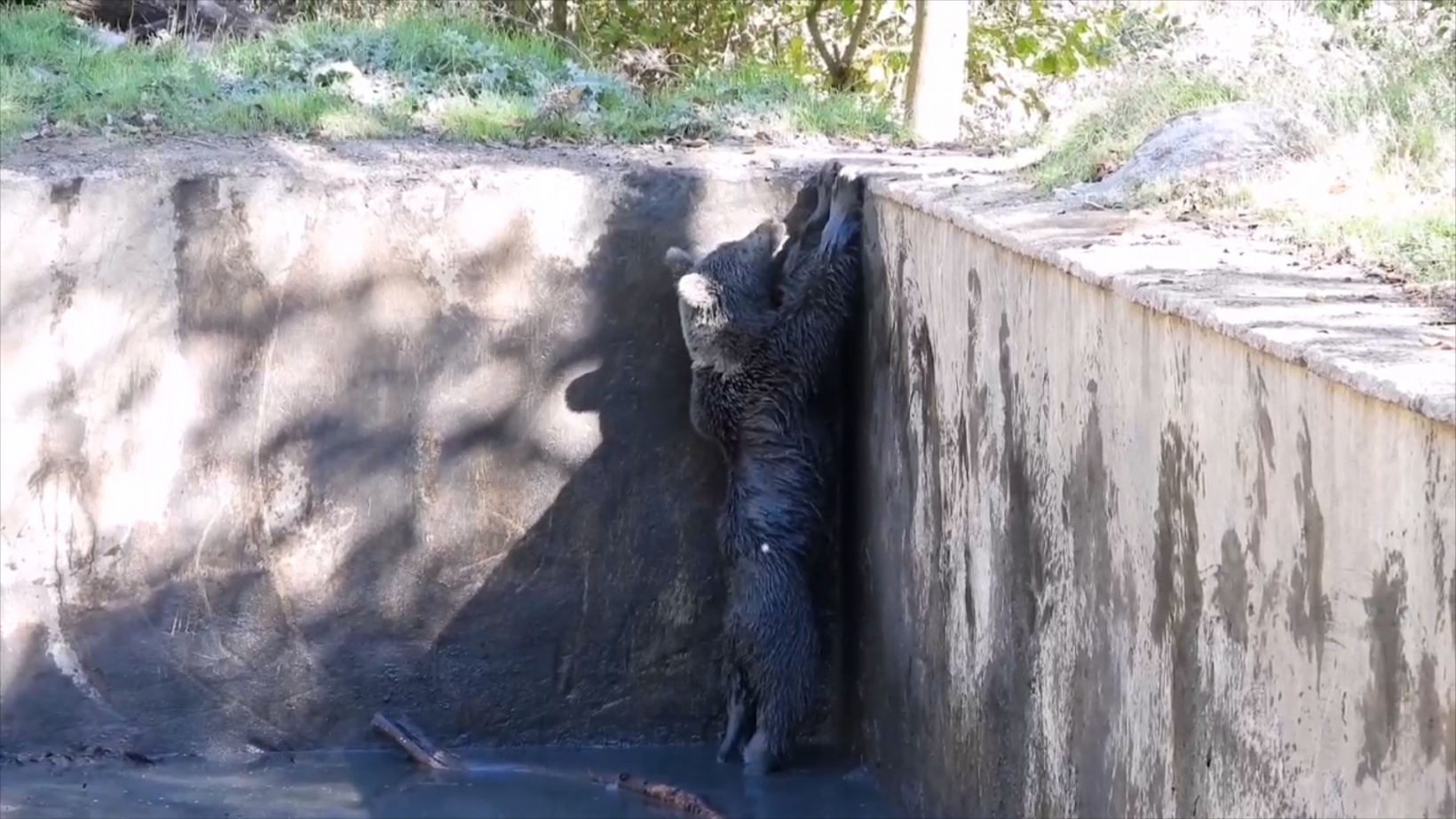 Havuza düşen boz ayı kurtarıldı 7