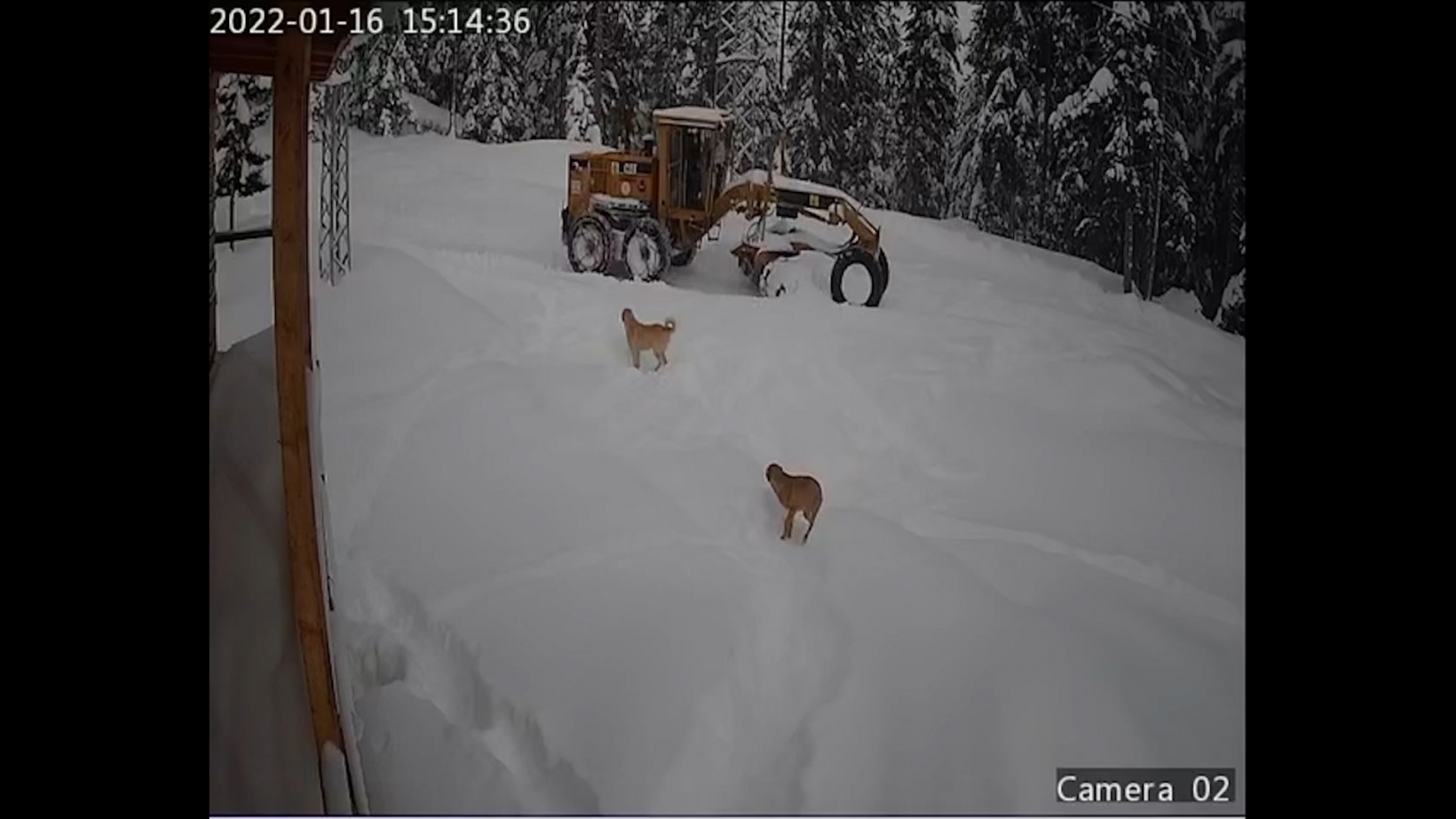 Yaylada mahsur kalan köpeklere devlet sahip çıktı 6