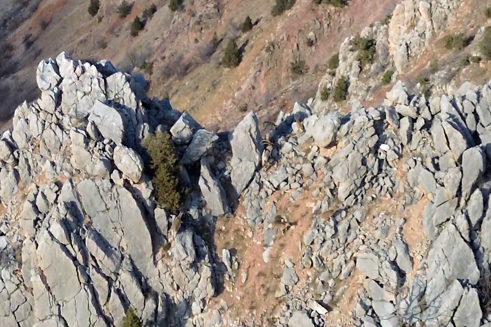 Yaban keçileri ve ayılar dronla görüntülendi 5