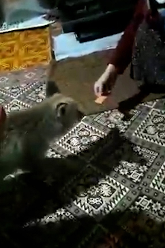 Aç kalan tilki köydeki evlere girerek karnını doyuruyor 2