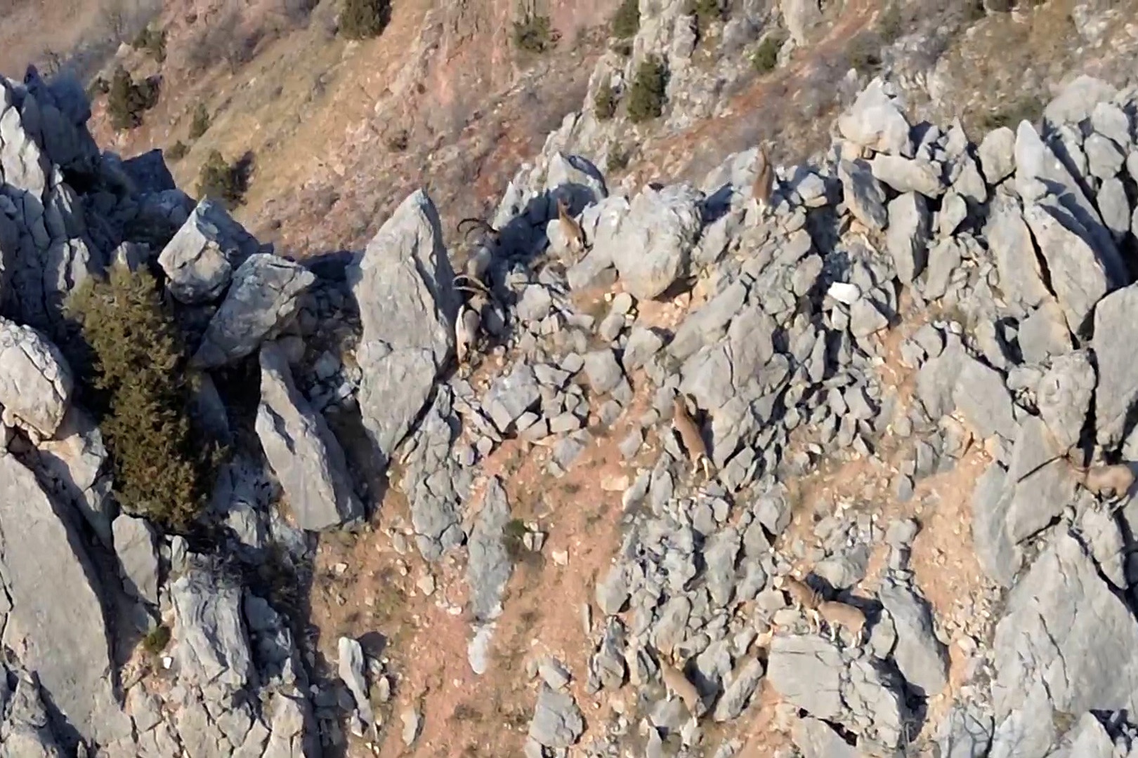 Yaban keçileri ve ayılar dronla görüntülendi 3