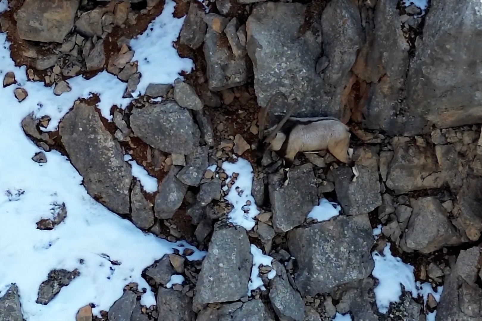 Yaban keçileri ve ayılar dronla görüntülendi 7