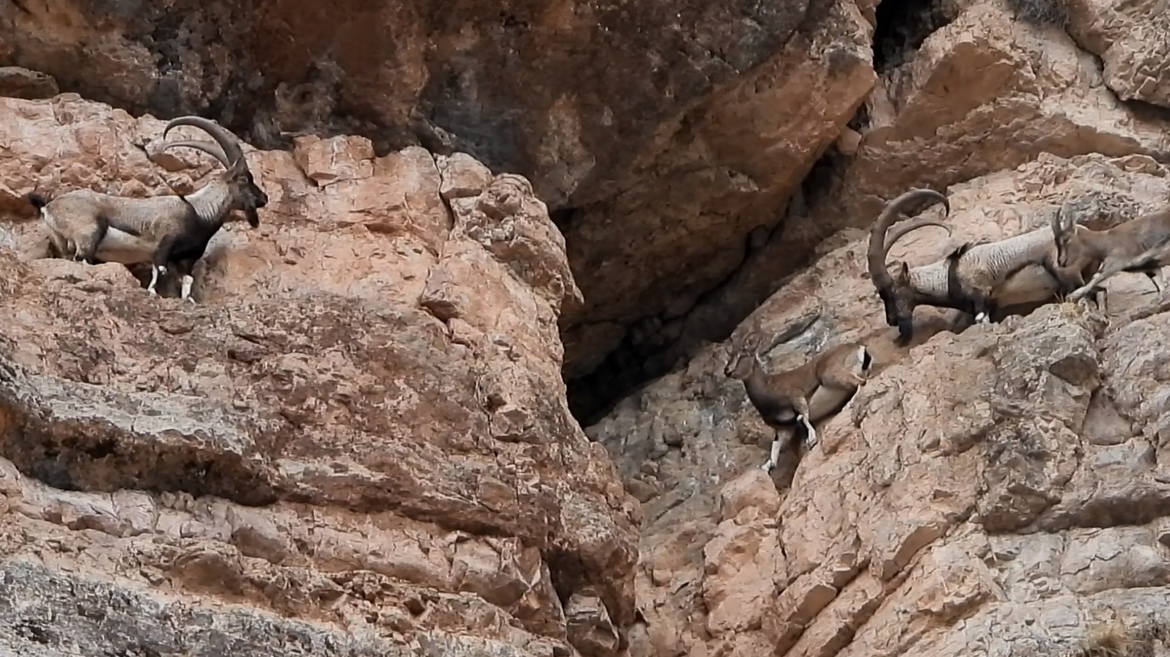 Kayaların usta tırmanıcıları 3