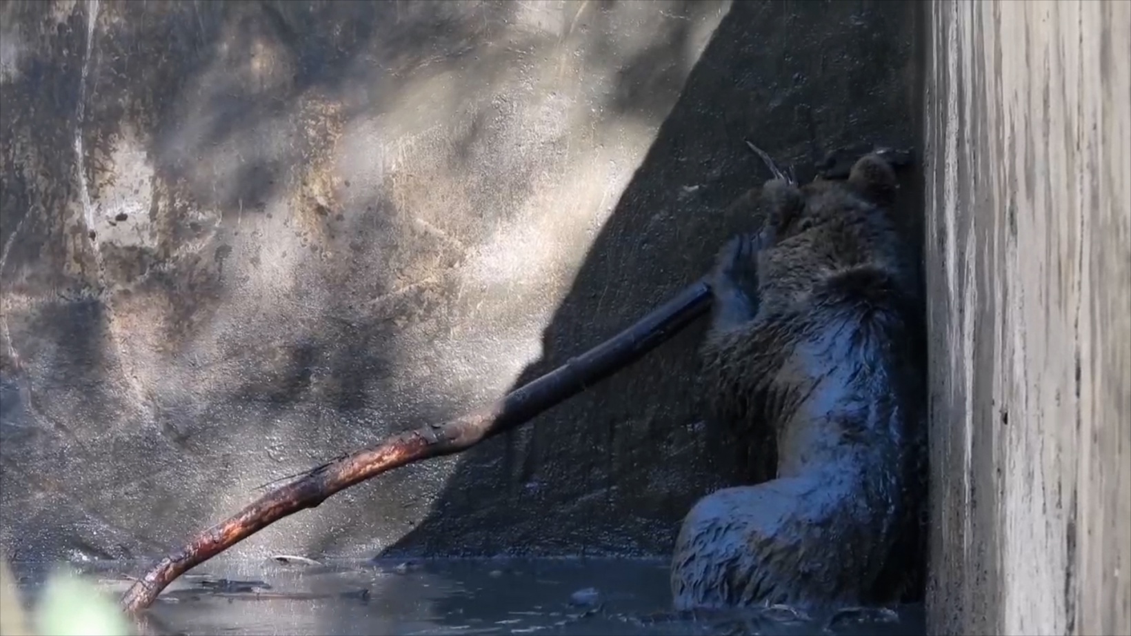 Havuza düşen boz ayı kurtarıldı 1