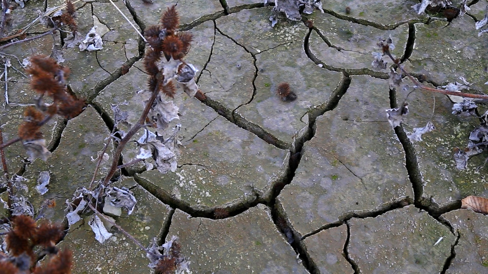 Torul Baraj gölü 45 metre çekildi 4