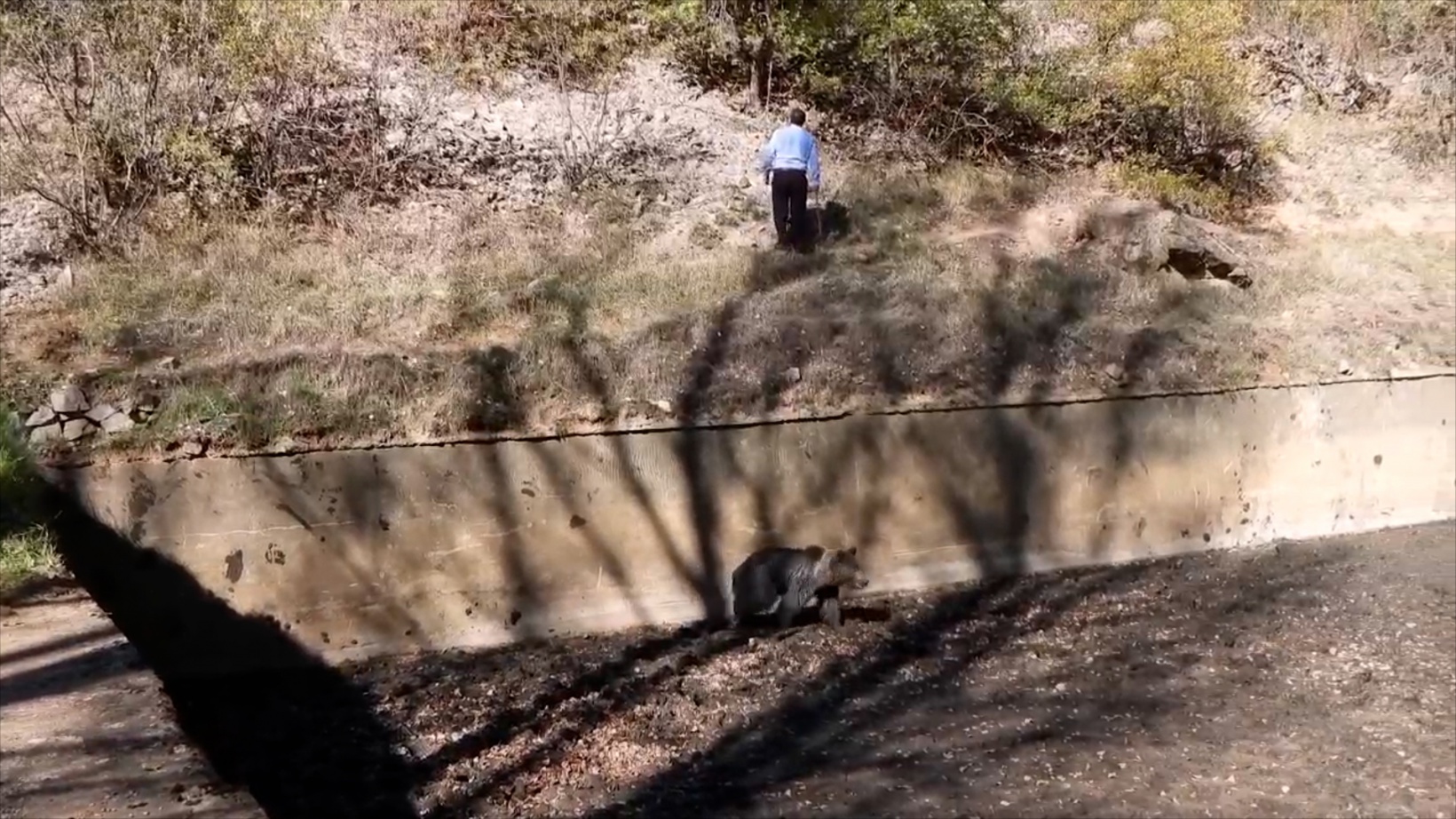 Havuza düşen boz ayı kurtarıldı 4