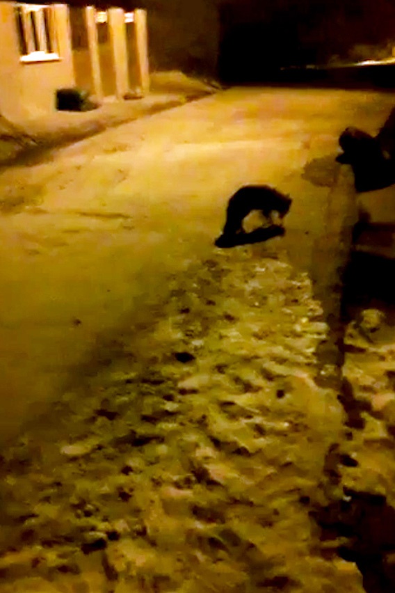 Aç kalan tilki köydeki evlere girerek karnını doyuruyor 3