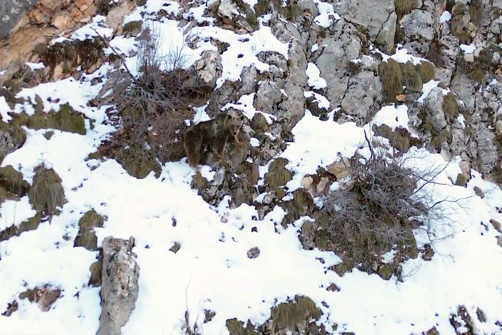 Yaban keçileri ve ayılar dronla görüntülendi 2